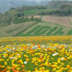 神戸・姫路サプライズプロポーズ あわじ花さじき