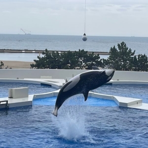 神戸・姫路サプライズプロポーズ 神戸須磨シーワールド