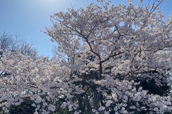 春のプロポーズスポット 桜
