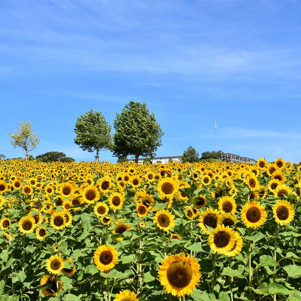 あわじ花さじき