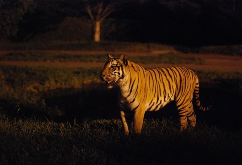 姫路のプロポーズスポット
「姫路セントラルパーク(ナイトサファリ)」