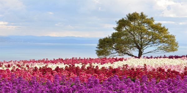 淡路花さじき<兵庫県淡路市>